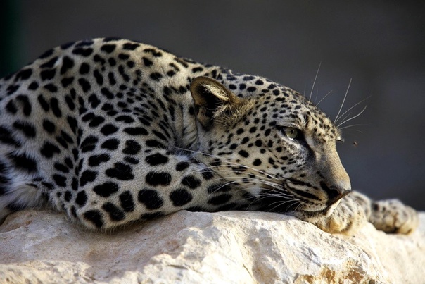 В Аль-Уле развивается программа по сохранению арабского леопарда