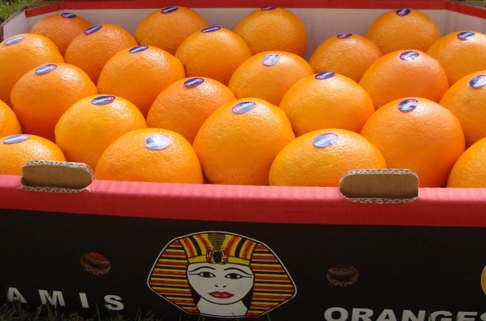 Египет - лидер по экспорту апельсинов